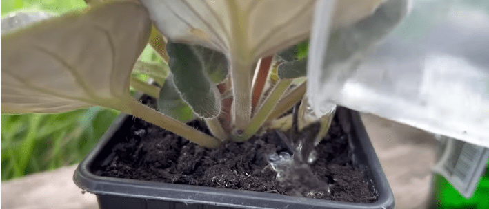 Целебная вода для ваших цветов, даже хилые оживают, зеленеют и пышно цветут очень долго